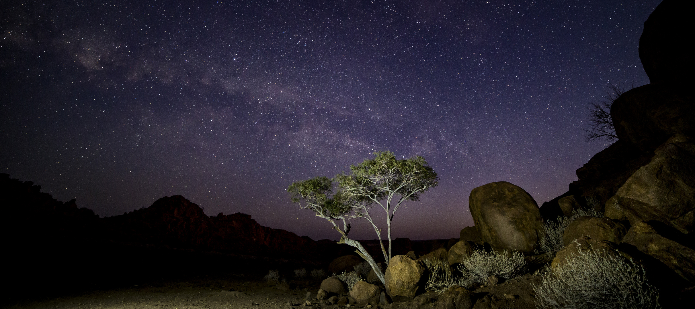 Witgatboom in the Ugab River Valley, Namibia