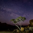 Witgatboom in the Ugab River Valley, Namibia