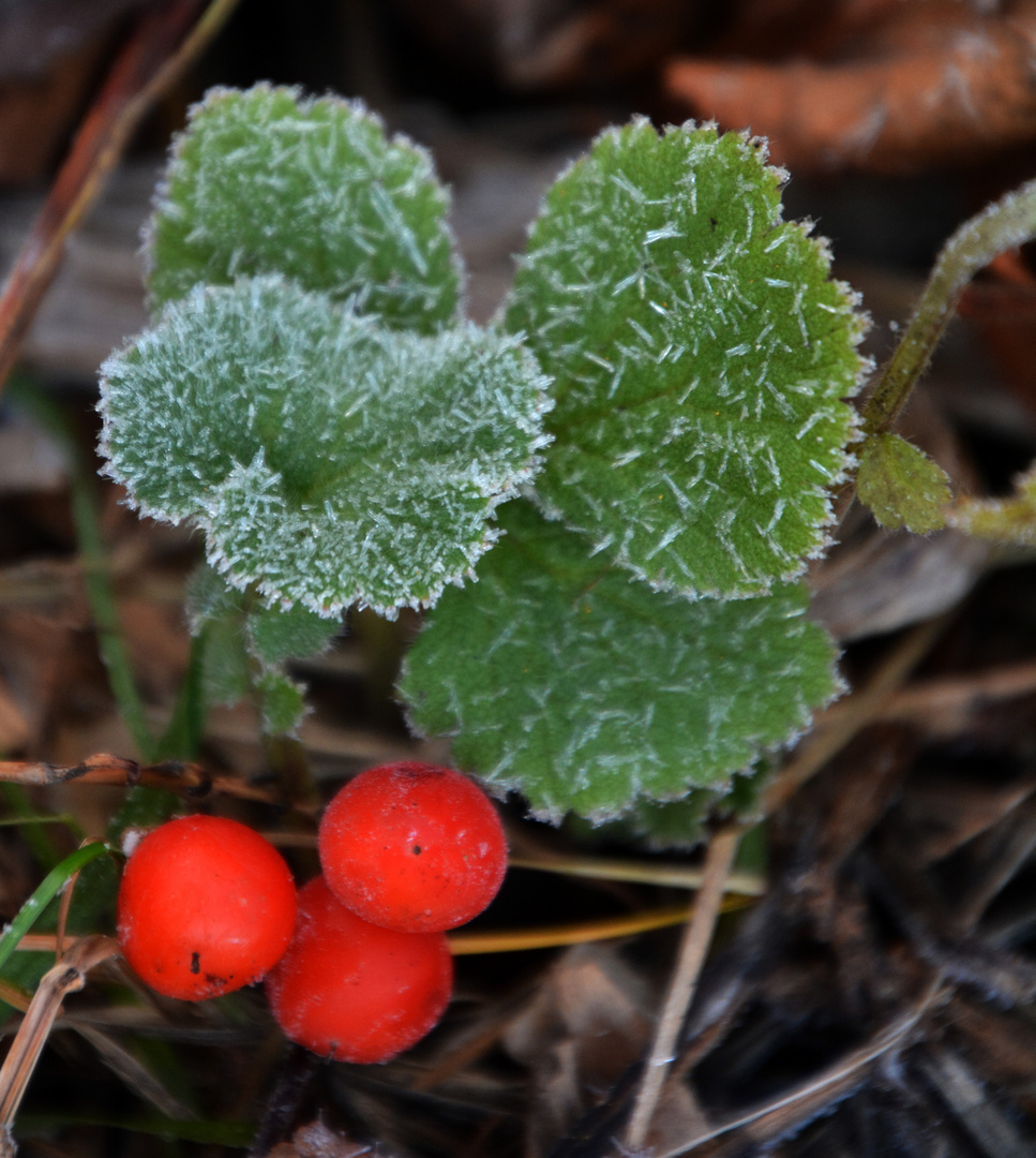 With frost berries and grass