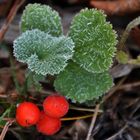 With frost berries and grass