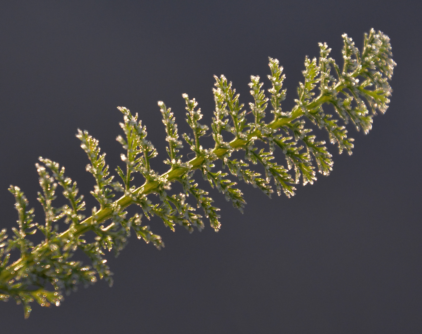 With frost grass