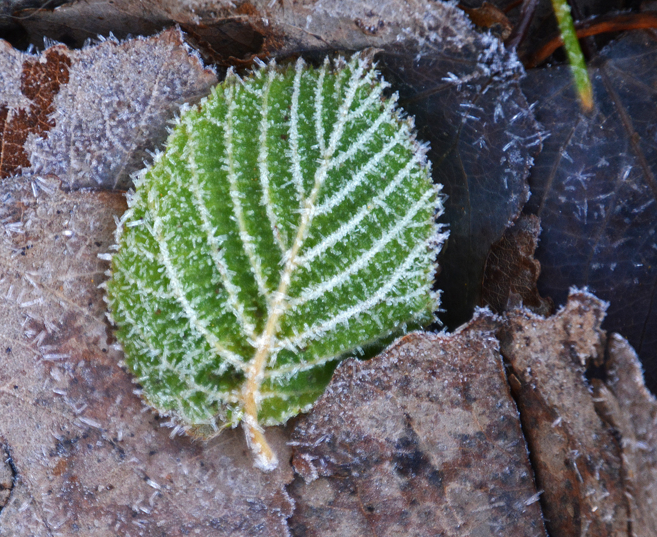 With frost leaf