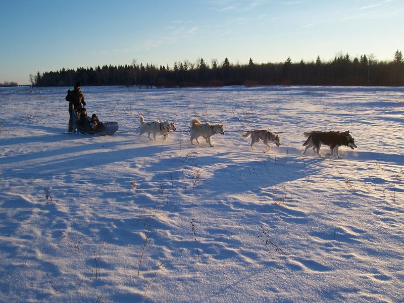 with the dogs in the snow