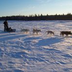 with the dogs in the snow