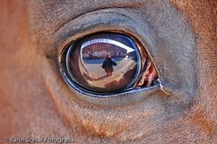 with the eye of the horse