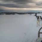 With the huskies over the frozen saltwater lake Langfjorden (N)