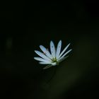 withe Flower in the Darknes