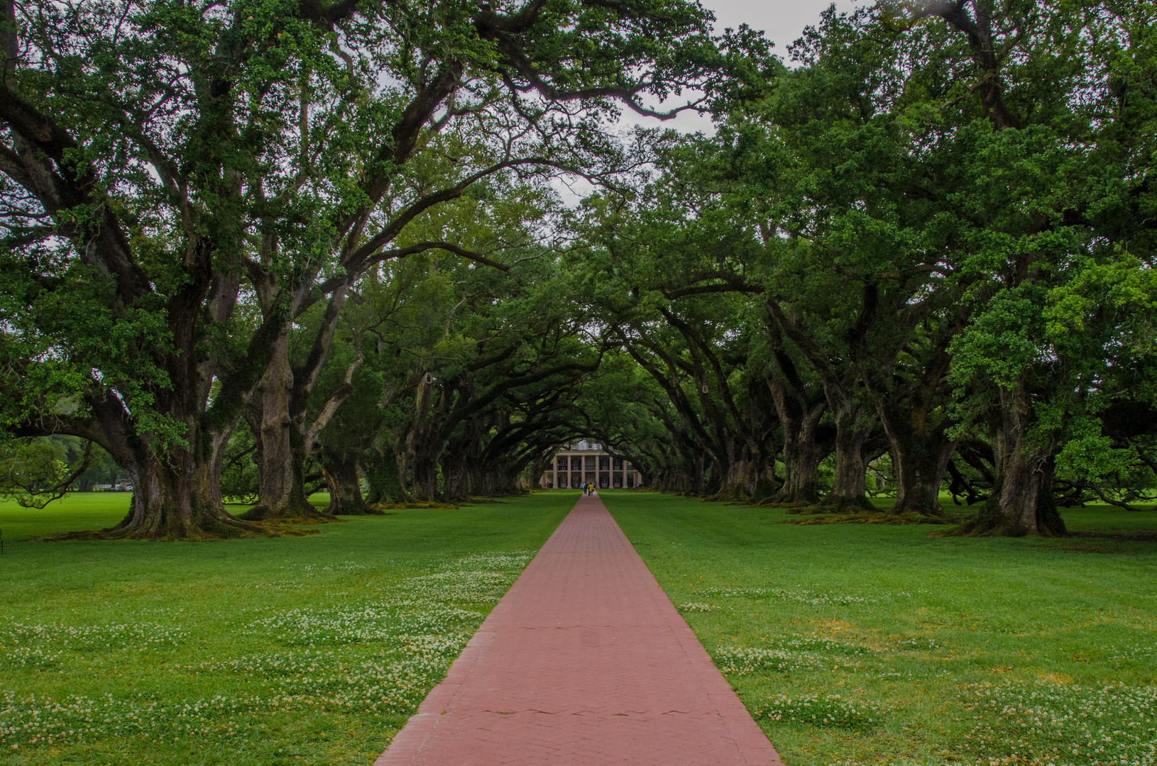 Withe Oaks Plantage