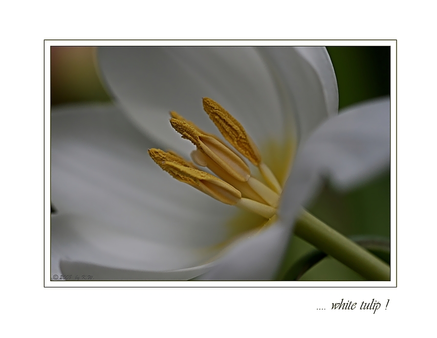 * withe tulip II *