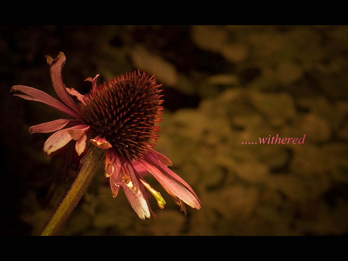 Withered