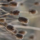 Withered Dry Thistles Plant