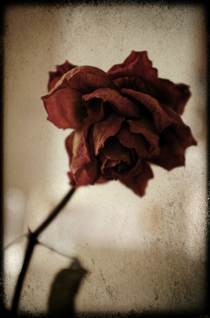 withered rose