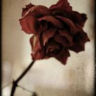 withered rose