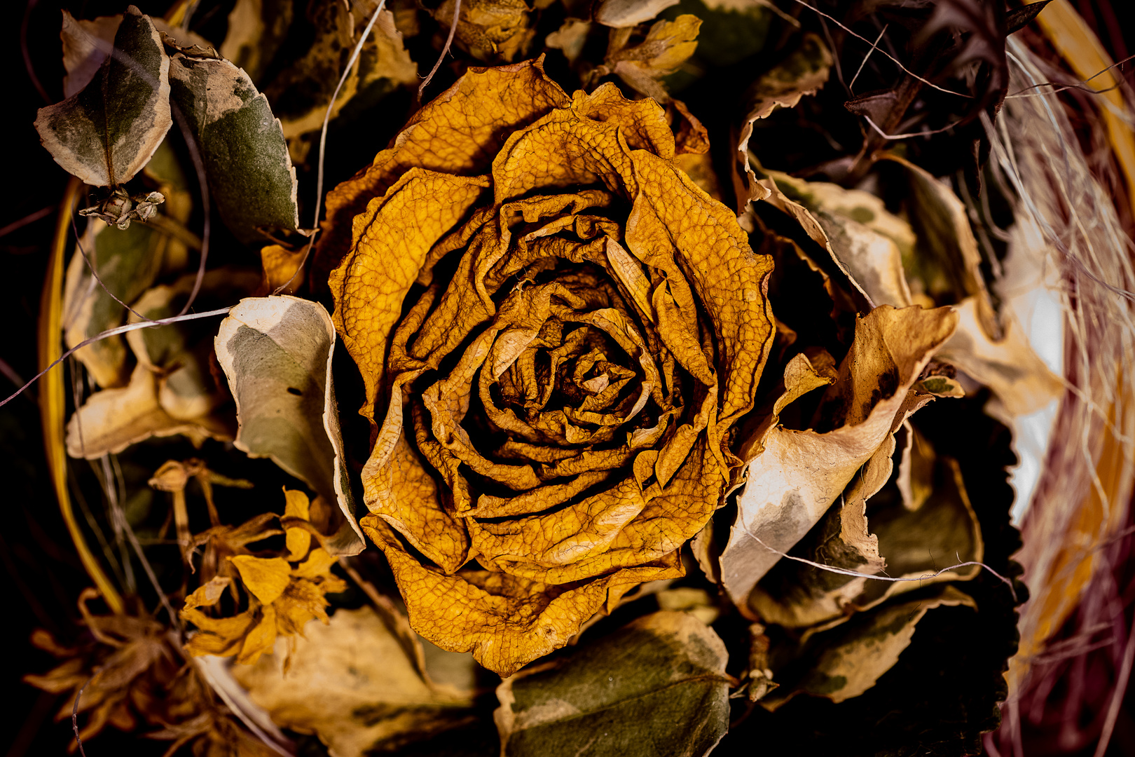 withered Rose one Foto & Bild | nah- & makro, stillleben, techniken ...