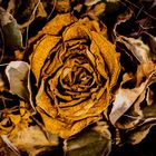 withered Rose one