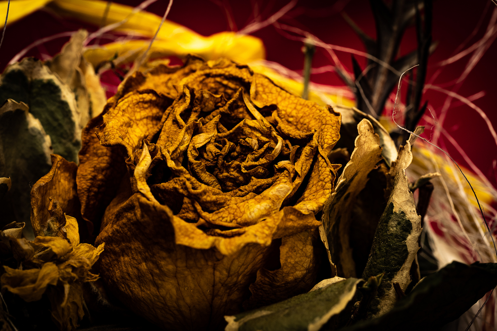 withered Rose three