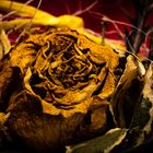 withered Rose three