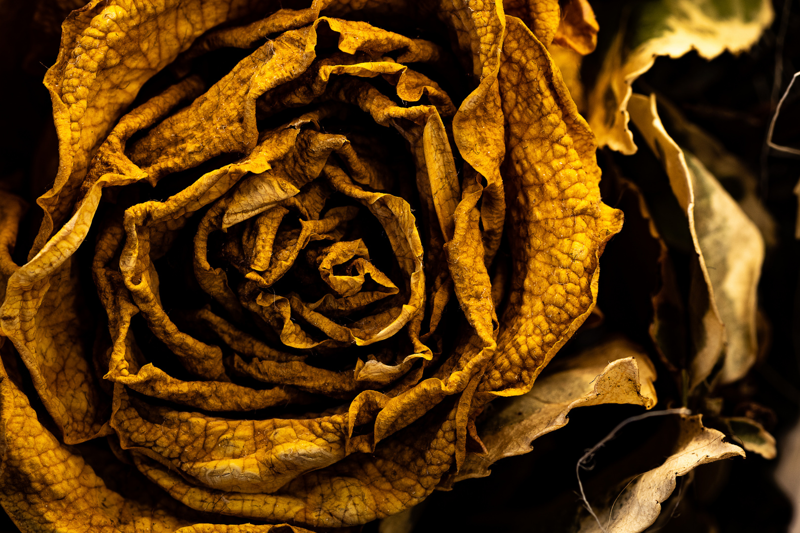 withered Rose two