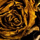 withered Rose two