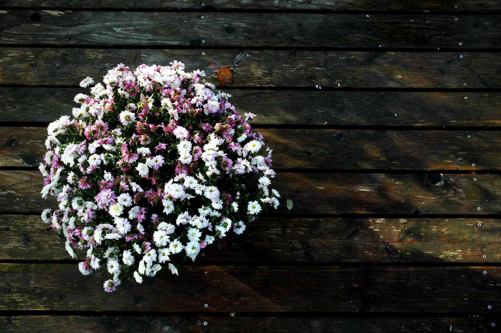 withering flowers.