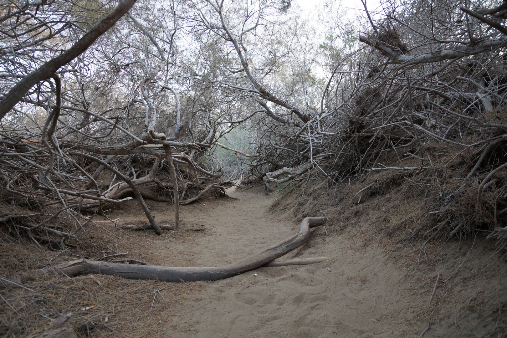 Within the Dunes