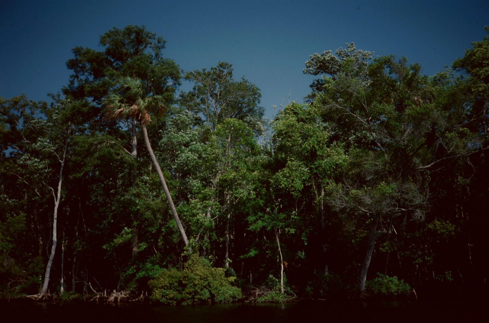 Withlacoochee River, FL - 1989