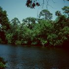 Withlacoochee River, FL -1989