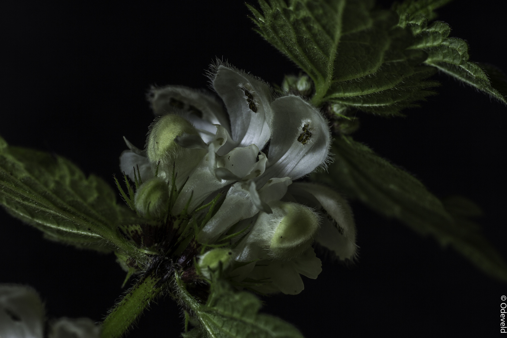 Witte dovenetel (Lamium album).