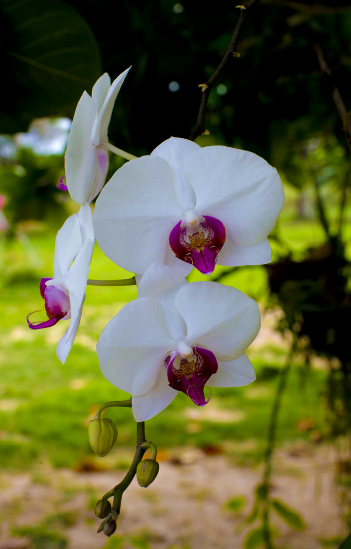 Witte orchidee