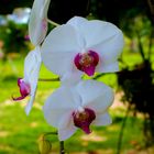 Witte orchidee