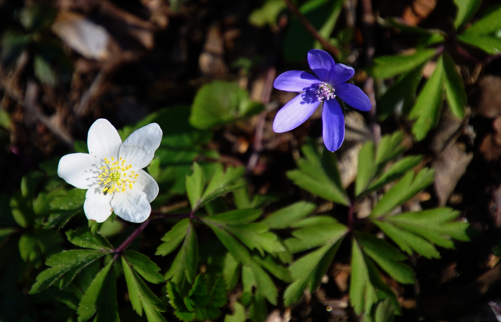 Wittelsbacher Windröschen - oder: Bayerns Frühling ist weiß-blau