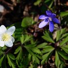 Wittelsbacher Windröschen - oder: Bayerns Frühling ist weiß-blau