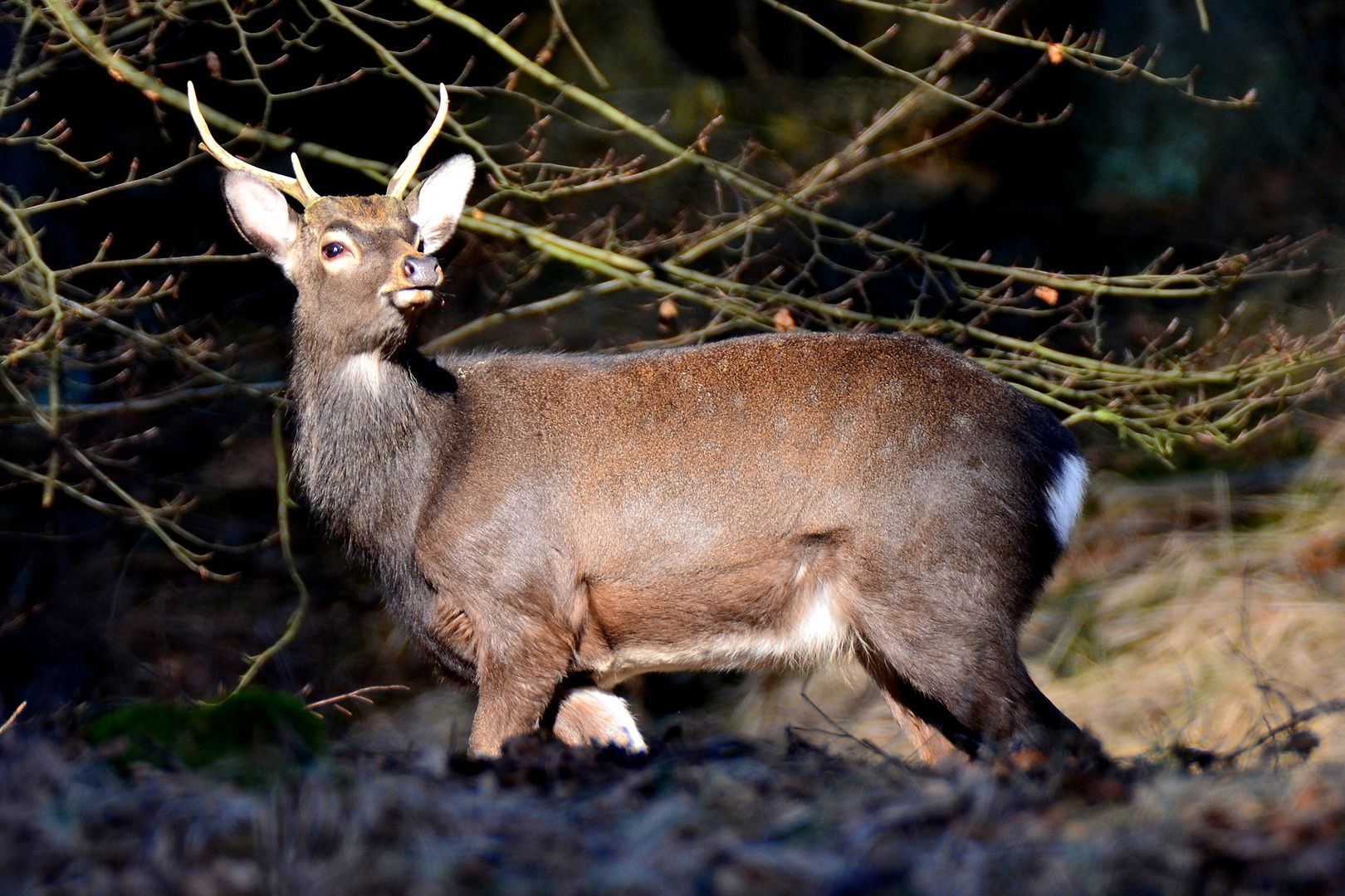 Witterung Sikahirsch Arnsberger Wald