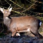 Witterung Sikahirsch Arnsberger Wald