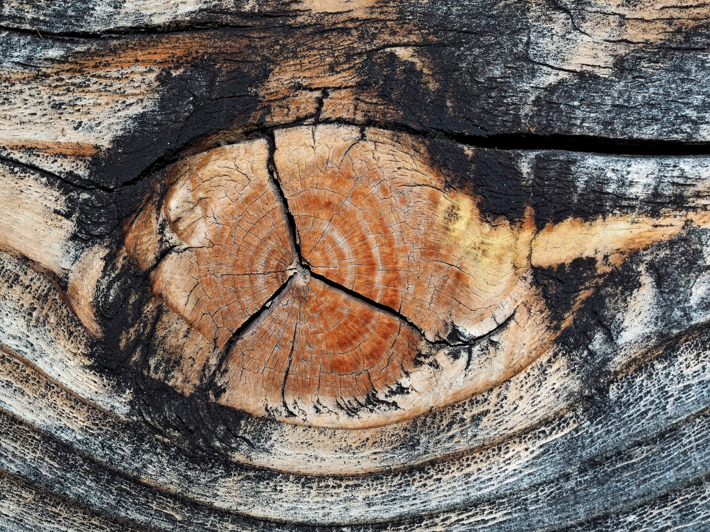 Witterungseinflüsse haben das Holz in ein Kunstwerk verwandelt! - De l'art sur du vieux bois...