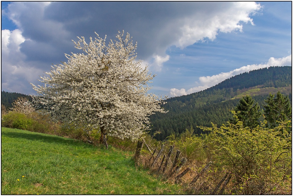 Wittgenstein blüht