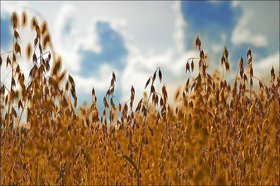 Wittgenstein Im Feld auf dem Land