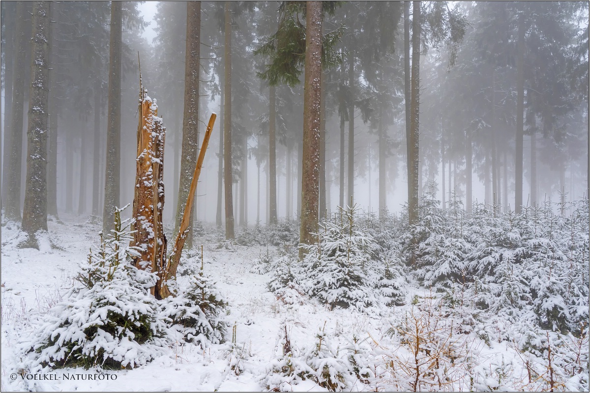 Wittgensteiner Nebelwald