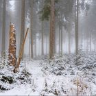 Wittgensteiner Nebelwald