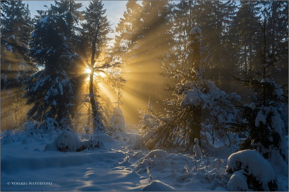 Wittgensteiner Winterwald