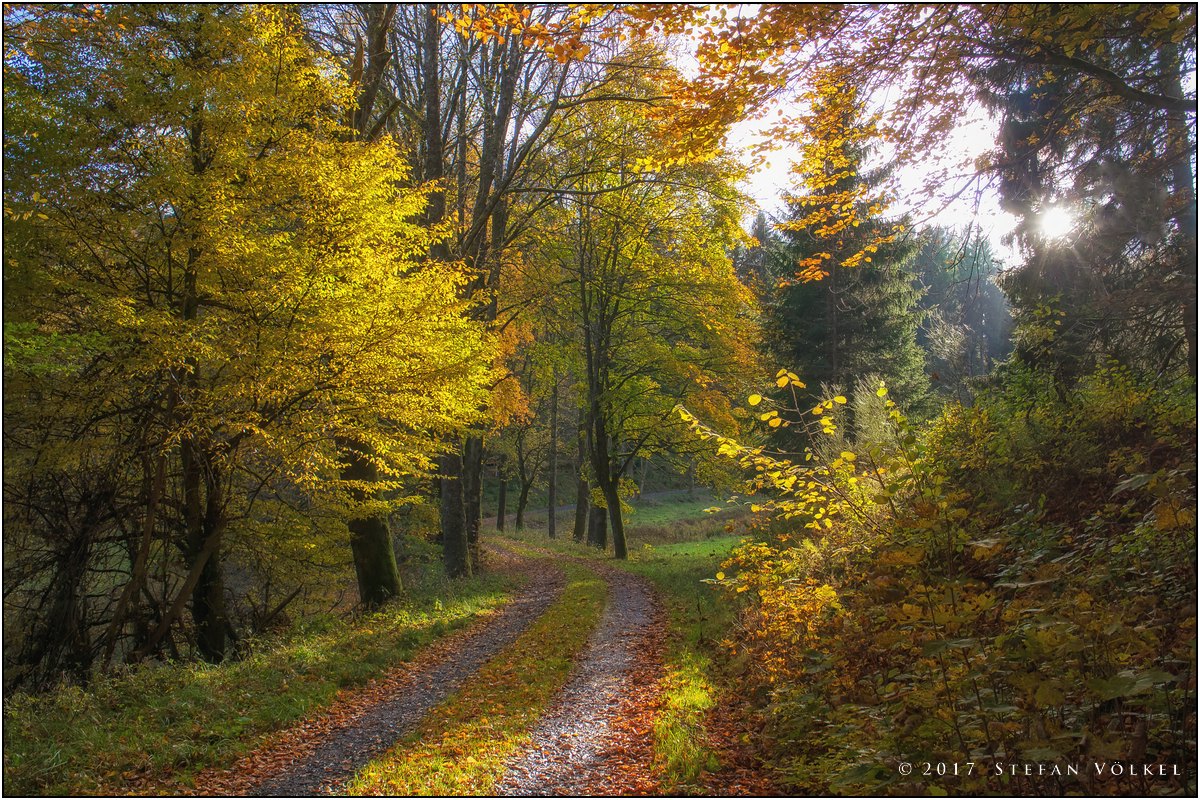 Wittgensteins Wälder