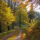 Wittgensteins Wälder