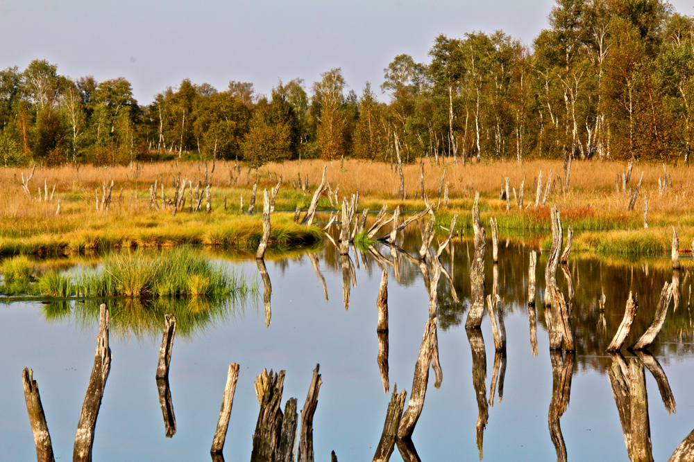 Wittmoor bei Norderstedt