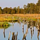 Wittmoor bei Norderstedt