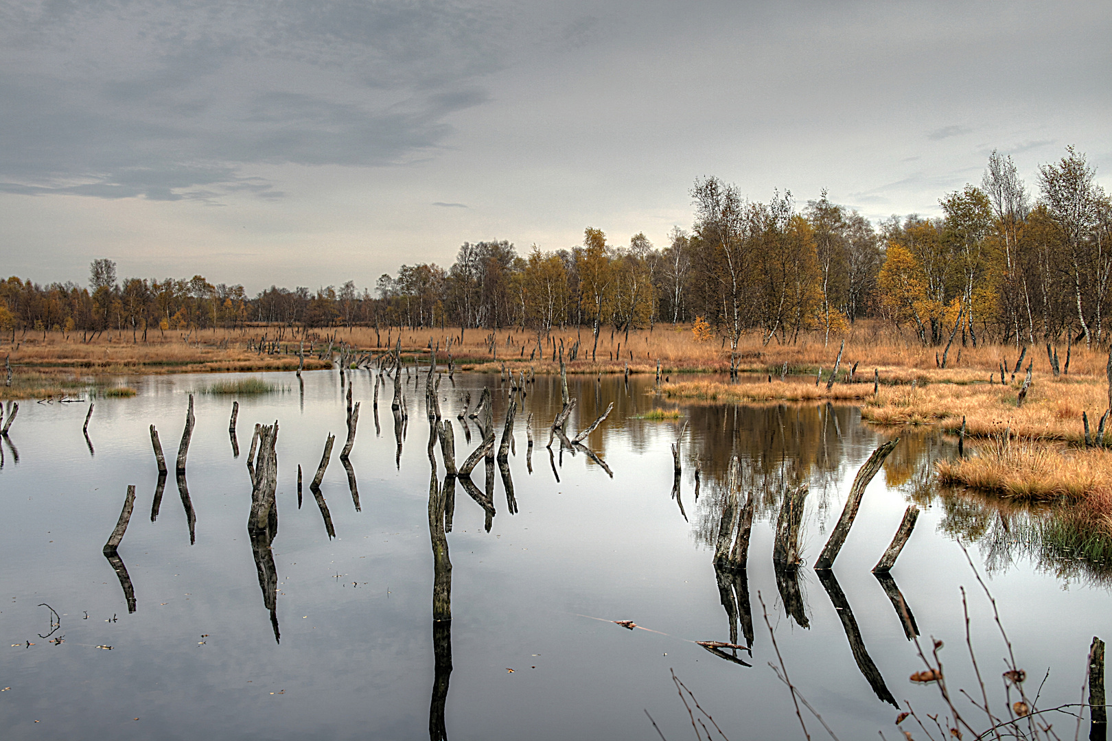 Wittmoor Hbg 3