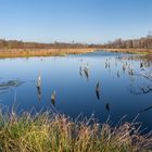 Wittmoor See