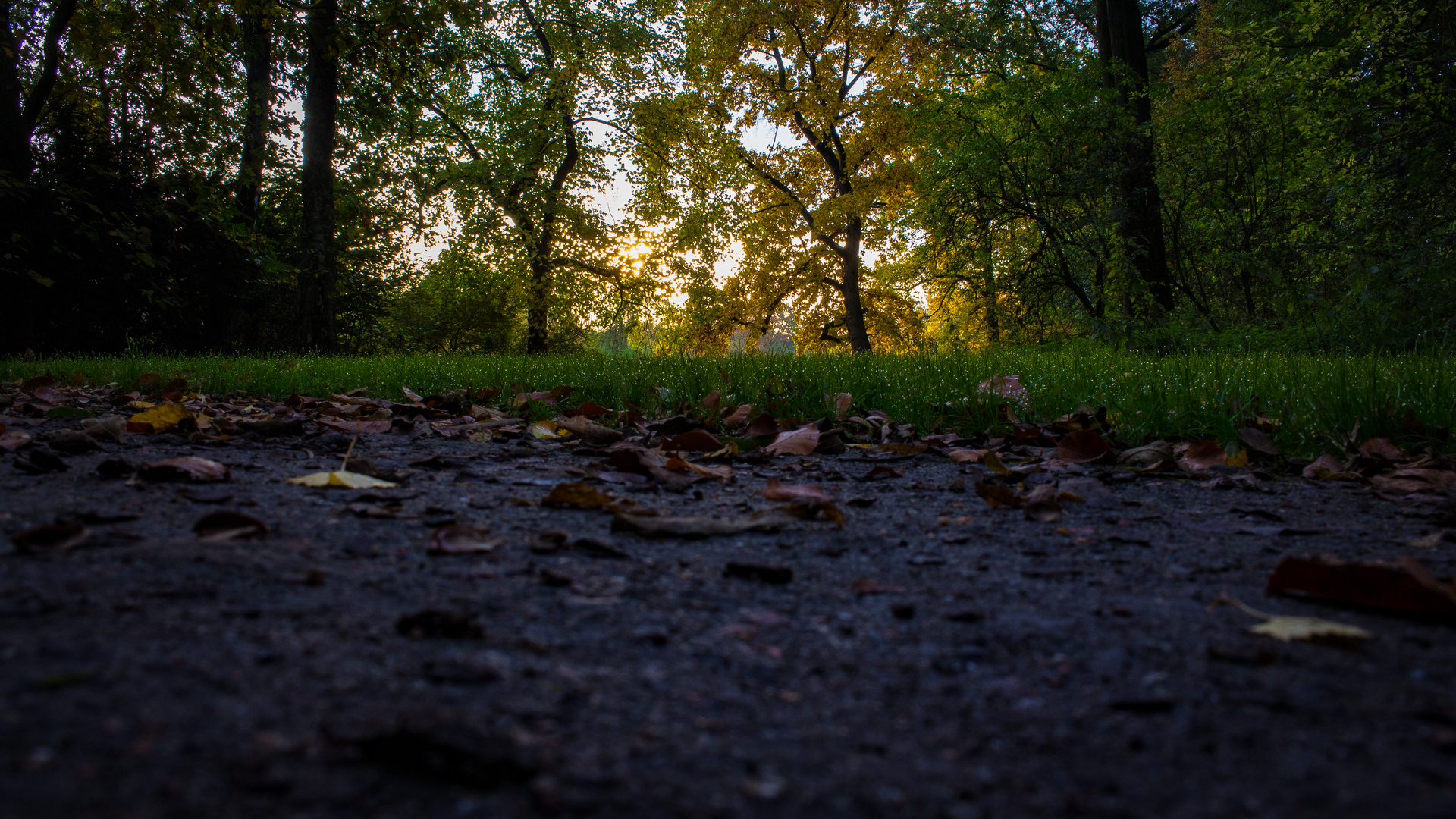 wittringer wald am morgen  (23 von 32)