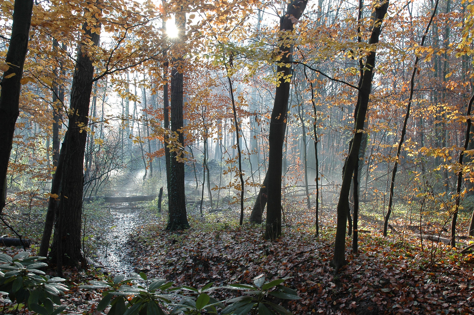 Wittringer Wald