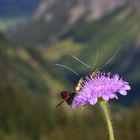 Wittwenblumen-Langhornfalter (Nemophora metallica)