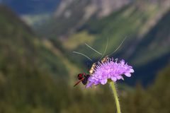 Wittwenblumen-Langhornfalter (Nemophora metallica)